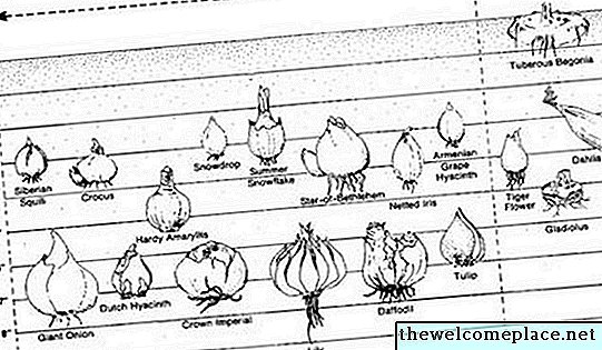 Comment identifier les usines de bulbes