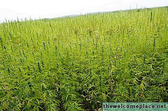 Cómo identificar hojas de cannabis