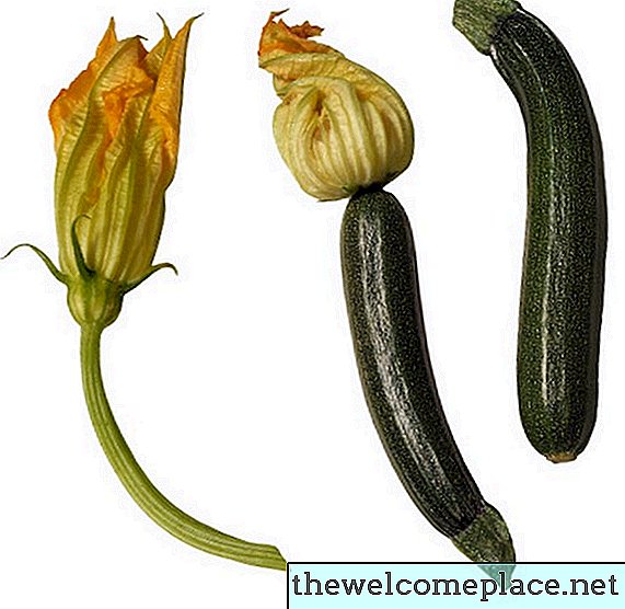 Cara Mengenalpasti Cucumber, Squashes & Melons