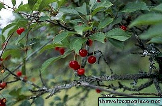 Como identificar árvores comestíveis Berry na Pensilvânia