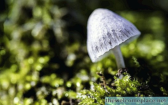 So identifizieren Sie Liberty Cap Mushrooms