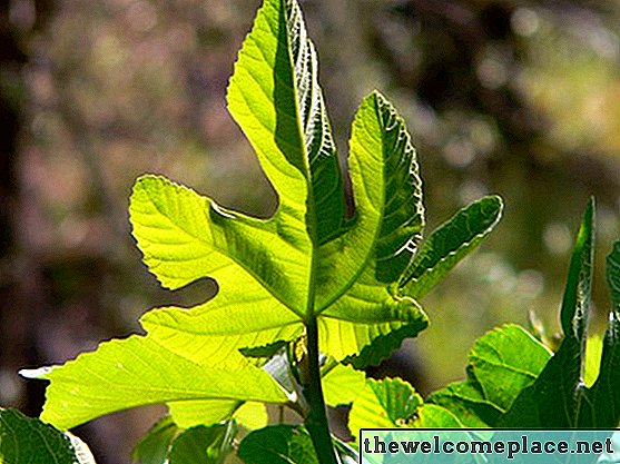 Como identificar a planta figueira masculina