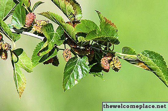 Hoe een Mulberry Tree Leaf te identificeren