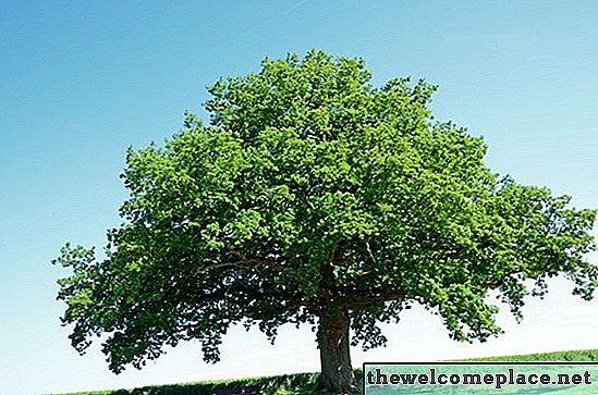 Kako prepoznati hrastova drevesa