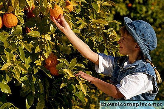 Comment identifier les orangers