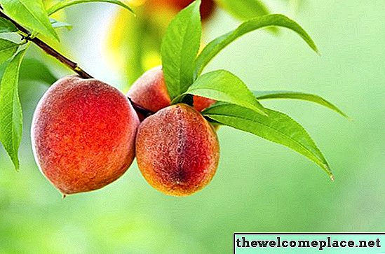 So identifizieren Sie Peach Tree Disease