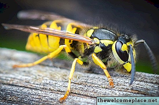 Como identificar uma vespa rainha