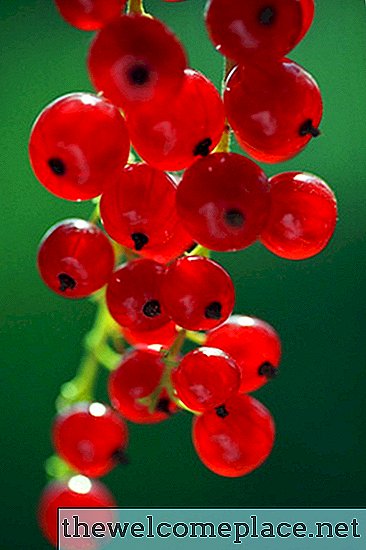 Comment identifier un buisson de groseilles rouges