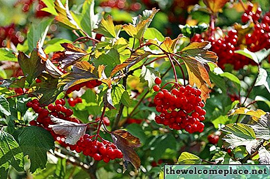Cum se identifică un arbust cu fructe de pădure roșii