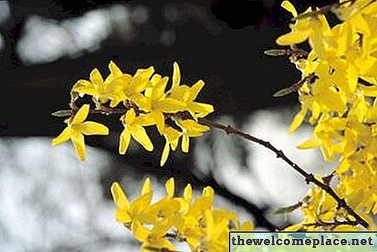 Како препознати прољетна цвјетна дрвећа у Висцонсину