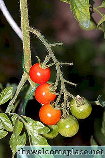 Cómo identificar una planta de tomate por las hojas