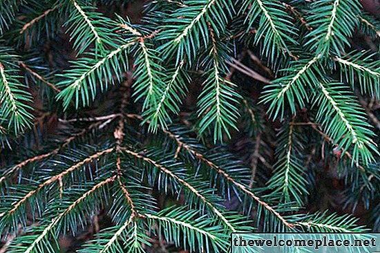 Comment identifier les types d'arbres de pin