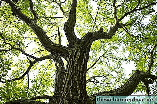 كيفية التعرف على أشجار الجوز