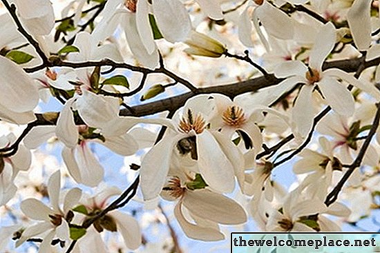 Como identificar uma árvore de florescência branca