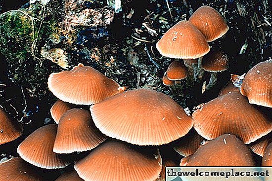 Jak identifikovat divoké houby Psilocybin