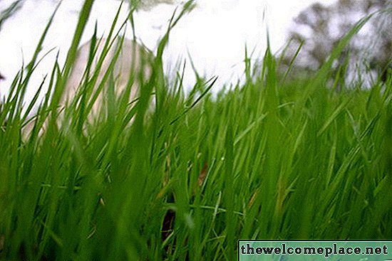 Cara Meningkatkan Rumput Tanah Liat