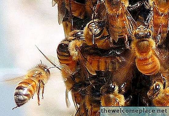 كيف تبقي النحل بعيدا