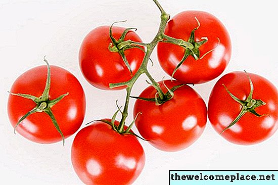 Jak zabránit ptákům jíst vaše rajčata