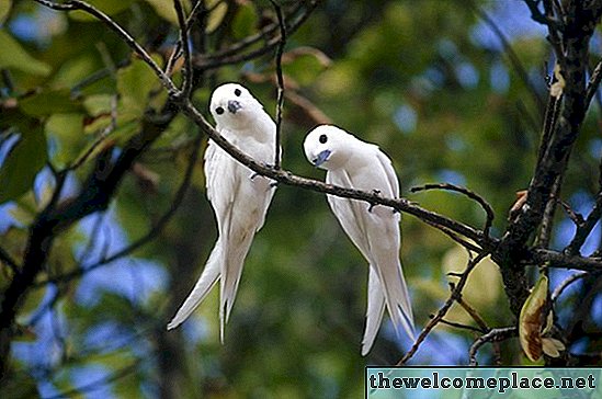 Comment garder les oiseaux de mon porche