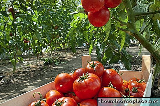 Jak utrzymać błędy z dala od roślin pomidorów