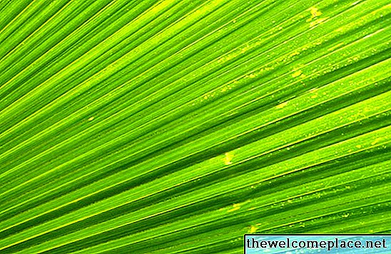 Cómo mantener cortadas las hojas de palma verdes