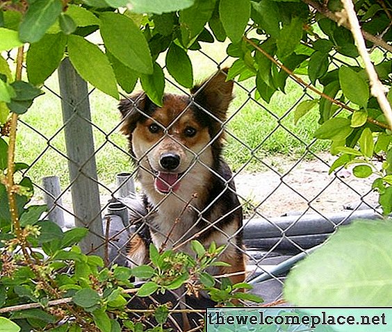 Hoe te voorkomen dat een hond onder een hek graaft