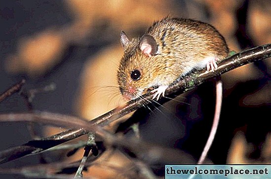 Hogyan távolítsuk el az egereket a légcsatorna működésétől és a feltérképezés helyétől