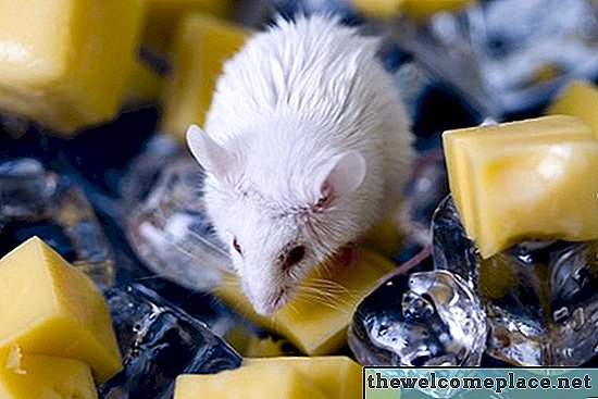 Kako sačuvati miševe iz šupa