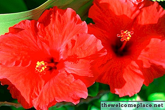 Comment garder mon hibiscus en fleurs