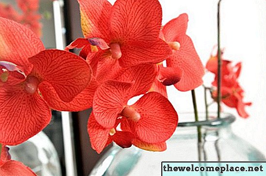 Comment garder les orchidées au frais une fois coupées