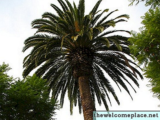 Wie man verhindert, dass eine Palme groß wird