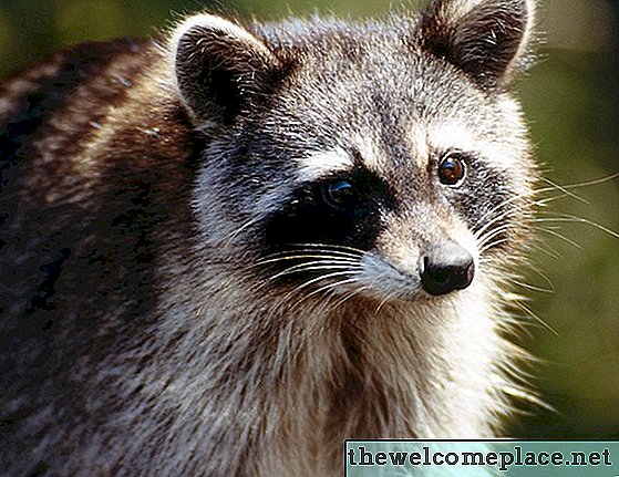 कैसे मेरी संपत्ति से Possums और Raccoons रखने के लिए