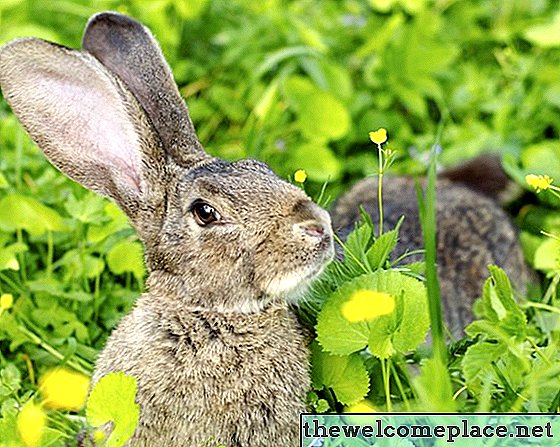 Sådan forhindres kaniner i at spise peberplanter
