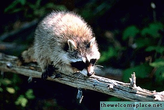 Cara Simpan Raccoon Dari Berjalan di Pagar