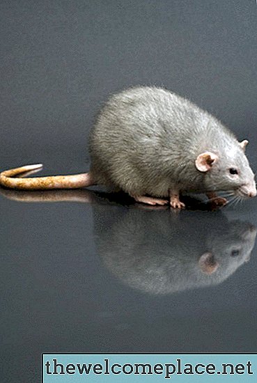 كيفية الحفاظ على الفئران من المزاريب