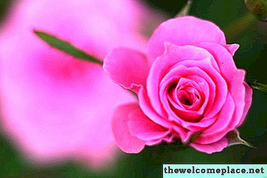Как сохранить свежие лепестки роз