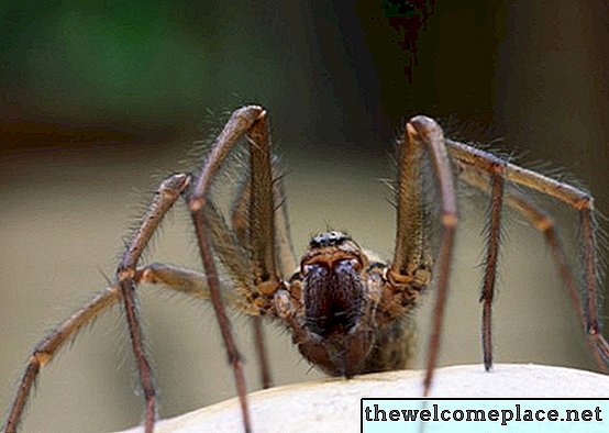 Wie man Spinnen von einer Veranda fernhält