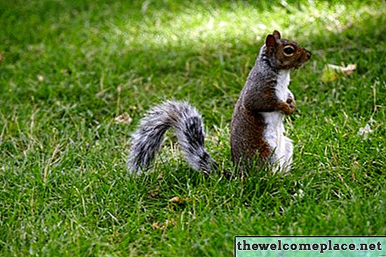 Hoe eekhoorns uit een schuur te houden
