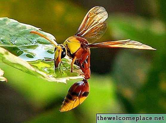 Wie man Wespen und Bienen von einem Vogelbad fernhält