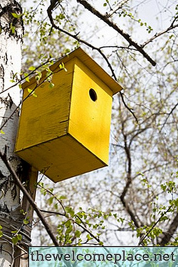 Como manter vespas fora de casas de pássaros