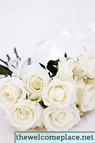 Kako sačuvati bijele ruže od smeđe boje
