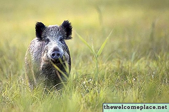 Како чувати дивље свиње ван врта