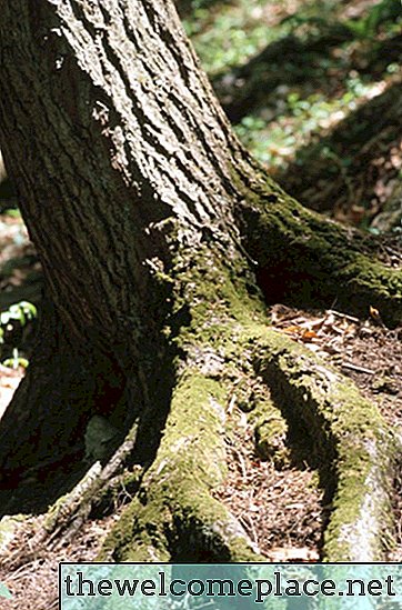 Wie man einen invasiven Baum mit Natronlauge tötet