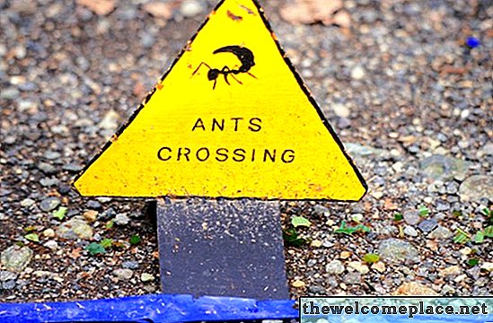 Hoe mieren te doden in stoepscheuren