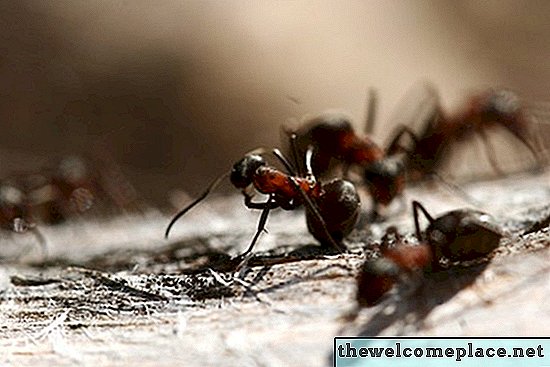 Kako ubiti mrave na granitnim pločama