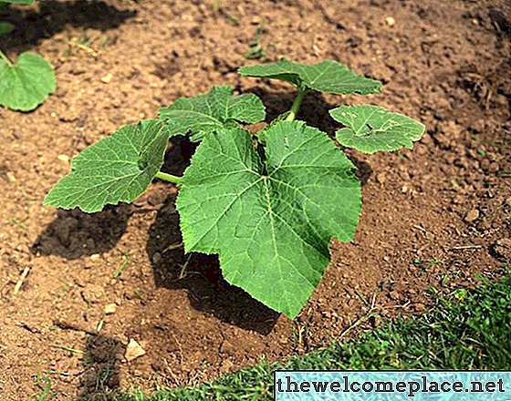 Comment tuer les fourmis sur les légumes