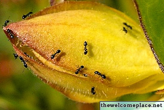 Jak zabít mravence s kukuřičným škrobem