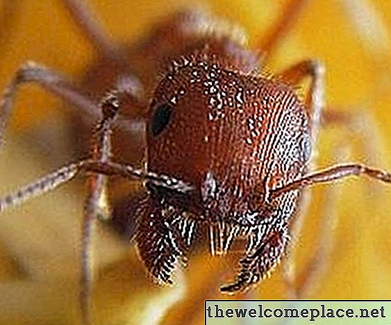 Wie man Ameisen mit Haupthilfsmittel tötet