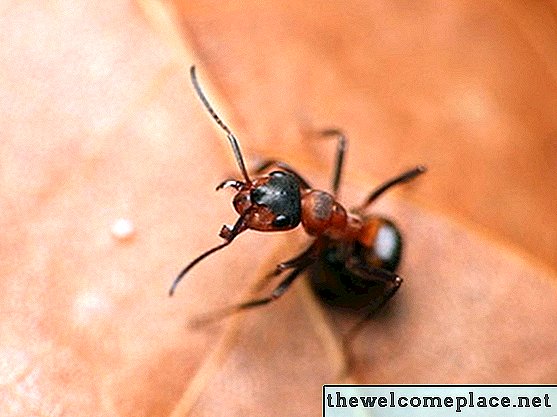 Comment tuer les fourmis légionnaires