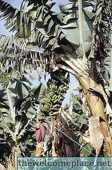 Como matar uma raiz de bananeira